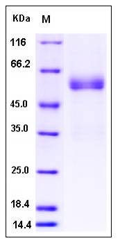 SDS-PAGE analysis of human FAM3B protein