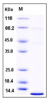 SDS-PAGE analysis of Human NRN1 protein (His Tag)