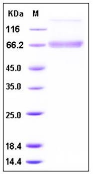 SDS-PAGE analysis of Human Decorin Fc tag protein