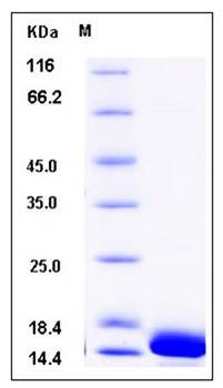 SDS-PAGE analysis of human CALML3 protein (His Tag)