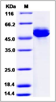 SDS-PAGE analysis of cynomolgus AMY2A protein (His Tag)