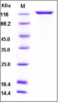SDS-PAGE analysis of human CNTN1 His tag protein