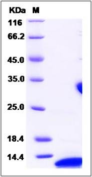SDS-PAGE analysis of Human VAMP3 protein (His Tag)