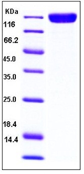 SDS-PAGE analysis of human TrkC Fc His tag protein