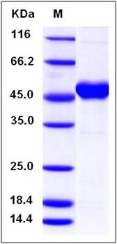 SDS-PAGE analysis of Human MAX protein (GST Tag)