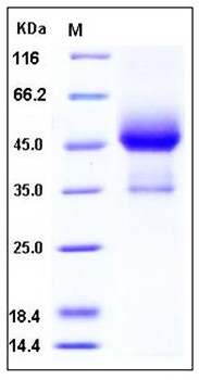SDS-PAGE analysis of human TGFBR1 Fc His tag protein