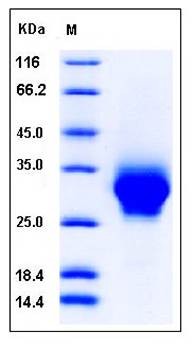 SDS-PAGE analysis of Cynomolgus CD32a His tag protein