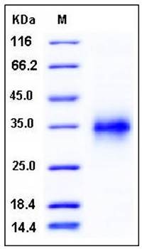 SDS-PAGE analysis of mouse CD120a His tag protein