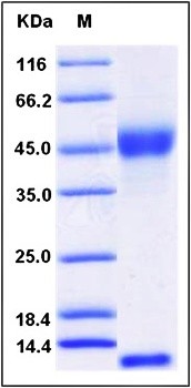 SDS-PAGE analysis of Rat FCGRT Heterodimer His tag Protein