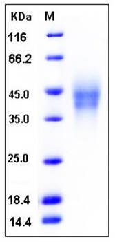 SDS-PAGE analysis of Human CD300C His tag protein