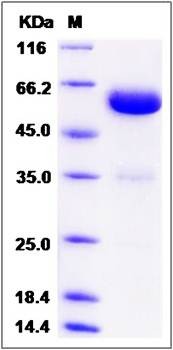 SDS-PAGE analysis of Cynomolgus Layilin protein
