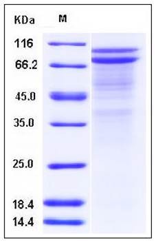 SDS-PAGE analysis of Human DR6 Fc tag protein