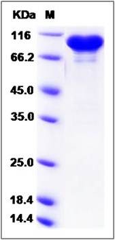 SDS-PAGE analysis of Human PDIA4 protein