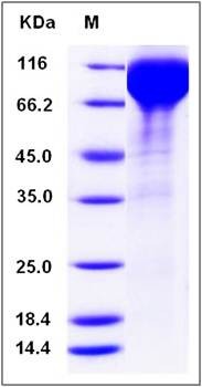SDS-PAGE analysis of human SIGLEC5 protein