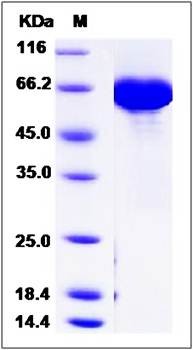 SDS-PAGE analysis of Human HSA protein (Native)