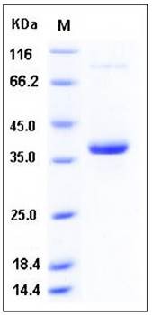SDS-PAGE analysis of human EREG Fc tag protein