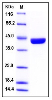 SDS-PAGE analysis of human SerpinB9 His tag protein