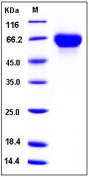 SDS-PAGE analysis of human GFRA2 His tag protein