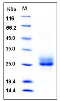 SDS-PAGE analysis of Human RELT His tag protein