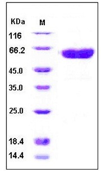 SDS-PAGE analysis of human TNFRSF9 Fc His tag protein