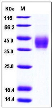 SDS-PAGE analysis of Human PDL2 His tag protein