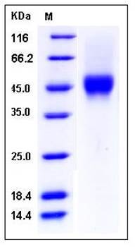 SDS-PAGE analysis of human CD16a His AVI tag protein