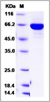 SDS-PAGE analysis of Human PTPN12 protein (GST Tag)