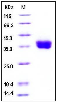 SDS-PAGE analysis of human B7H1 His tag protein