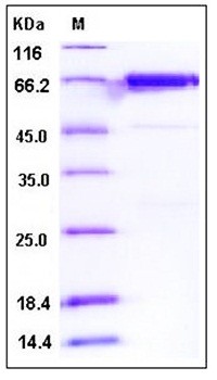 SDS-PAGE analysis of Human PTK6 GST tag protein