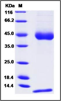 SDS-PAGE analysis of CD1D (His Tag) protein