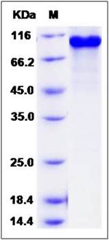 SDS-PAGE analysis of human COL4A3BP protein (GST Tag)