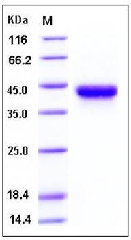 SDS-PAGE analysis of Human CD25 His tag protein