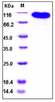 SDS-PAGE analysis of human BCAM Fc tag protein