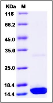 SDS-PAGE analysis of Canine IL17A protein (Native)