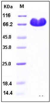 SDS-PAGE analysis of Human PVRL2 Fc tag protein