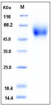 SDS-PAGE analysis of Human DR6 Fc tag protein