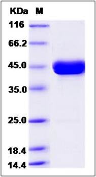 SDS-PAGE analysis of Cynomolgus REG1A protein