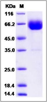 SDS-PAGE analysis of Cynomolgus IFNGR1 protein