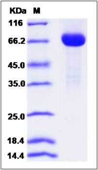 SDS-PAGE analysis of Mouse FSTL1 protein