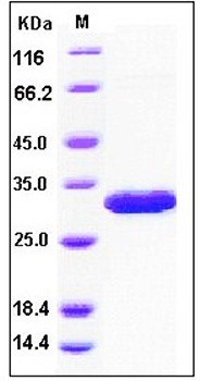 SDS-PAGE analysis of Human Latexin His tag protein