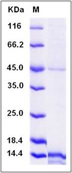 SDS-PAGE analysis of human EG-VEGF protein (His Tag)