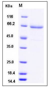 SDS-PAGE analysis of human CD282 protein (His Tag)