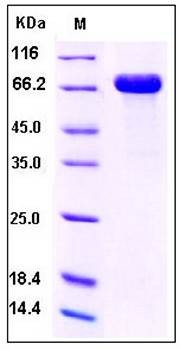 SDS-PAGE analysis of Human CD209 Fc tag protein