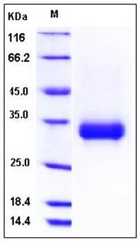 SDS-PAGE analysis of Human CD32a His AVI tag protein