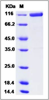 SDS-PAGE analysis of Aminopeptidase A (His Tag) protein