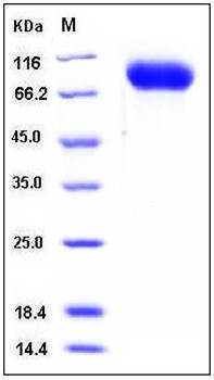 SDS-PAGE analysis of Mouse ICAM1 His tag protein