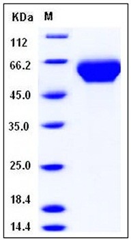 SDS-PAGE analysis of Human LILRB3 His tag protein