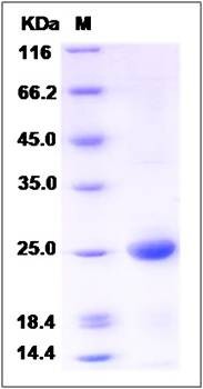 SDS-PAGE analysis of human BMF protein (His Tag)