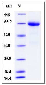 SDS-PAGE analysis of human Angiopoietin-4 protein