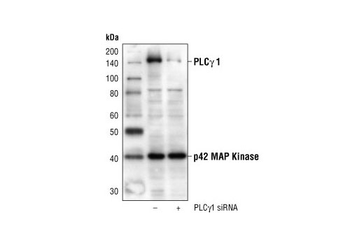Western blot analysis of extracts from HeLa cells transfected with 100 nM control siRNA #6201 (-) or PLCgamma1 siRNA (+), using PLCgamma1 Antibody #2822 and p42 MAP Kinase (Erk2) Antibody #9108. The PLCgamma1 Antibody confirms silencing of PLCgamma1 expression, and p42 MAP Kinase (Erk2) Antibody is used to control for loading and specificity of PLCgamma1 siRNA.